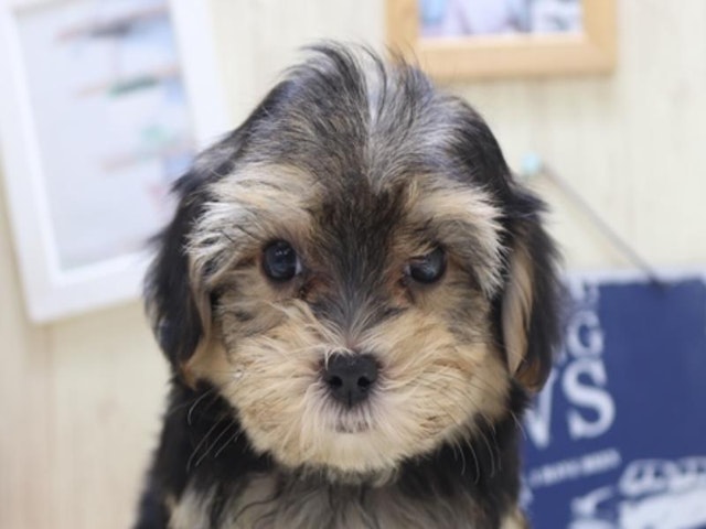 静岡県のハーフ犬・ミックス犬 (ペッツワン浜松雄踏店/2024年7月9日生まれ/男の子/スチールブルータン)の子犬